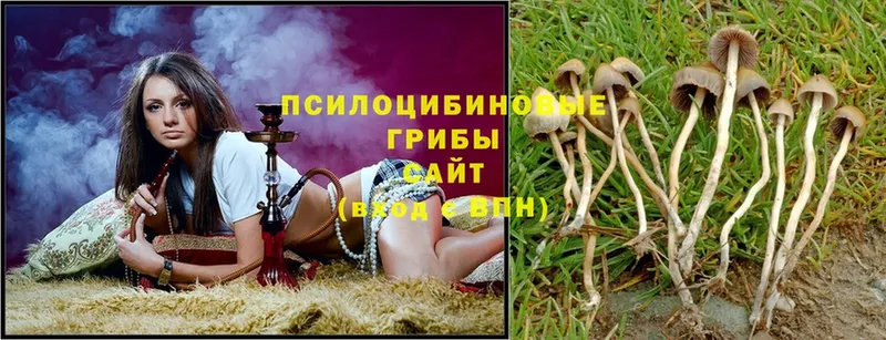 даркнет сайт  Конаково  Псилоцибиновые грибы Psilocybe 